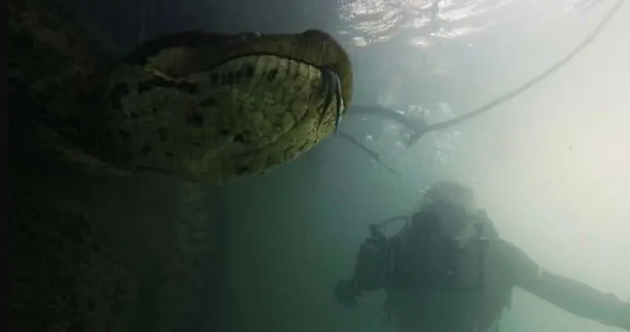 I Am An Underwater Enthusiast And Videographer, And Here Are Some Of The Closest Moments I Had With Apex Predators