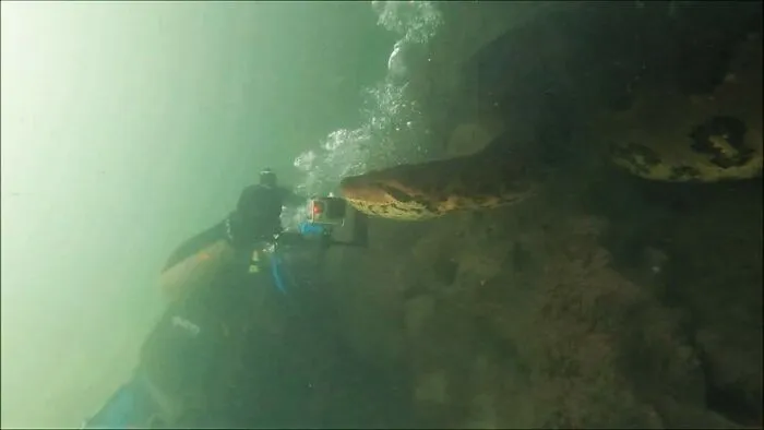 I Am An Underwater Enthusiast And Videographer, And Here Are Some Of The Closest Moments I Had With Apex Predators