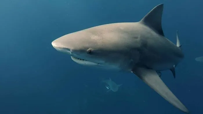 I Am An Underwater Enthusiast And Videographer, And Here Are Some Of The Closest Moments I Had With Apex Predators