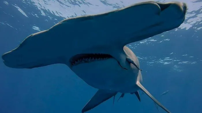 I Am An Underwater Enthusiast And Videographer, And Here Are Some Of The Closest Moments I Had With Apex Predators