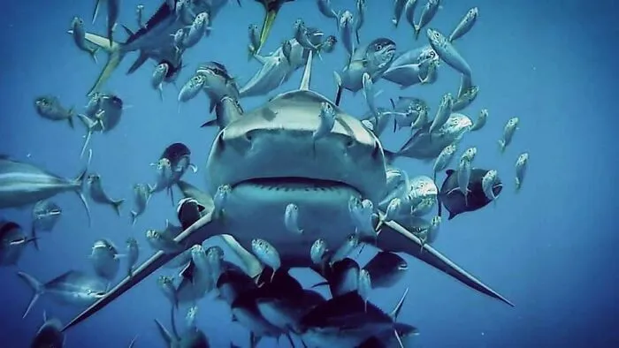 I Am An Underwater Enthusiast And Videographer, And Here Are Some Of The Closest Moments I Had With Apex Predators