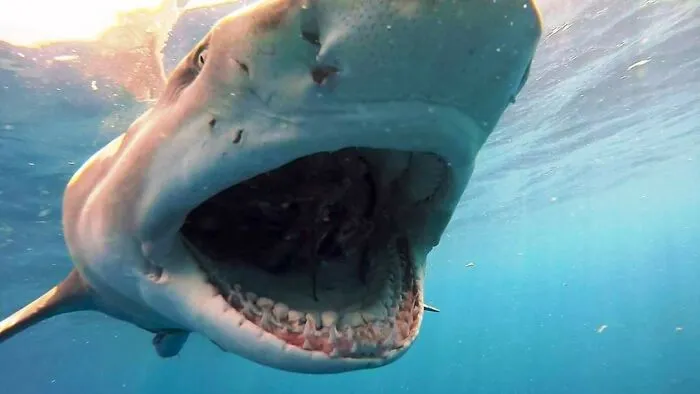 I Am An Underwater Enthusiast And Videographer, And Here Are Some Of The Closest Moments I Had With Apex Predators