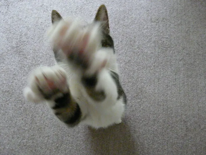 My Mum's Late Cat Loved To Be Picked Up And Kept Begging For It