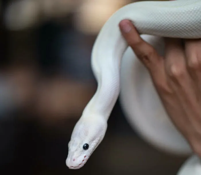 I Have A Blue Eyed Lucy Ball Python. No, It Is Not Albino