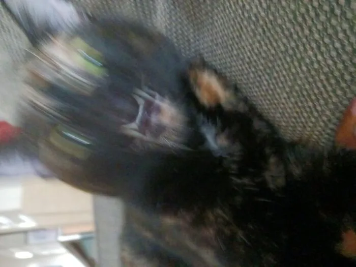 Caught A Picture Of My Cat Sneezing