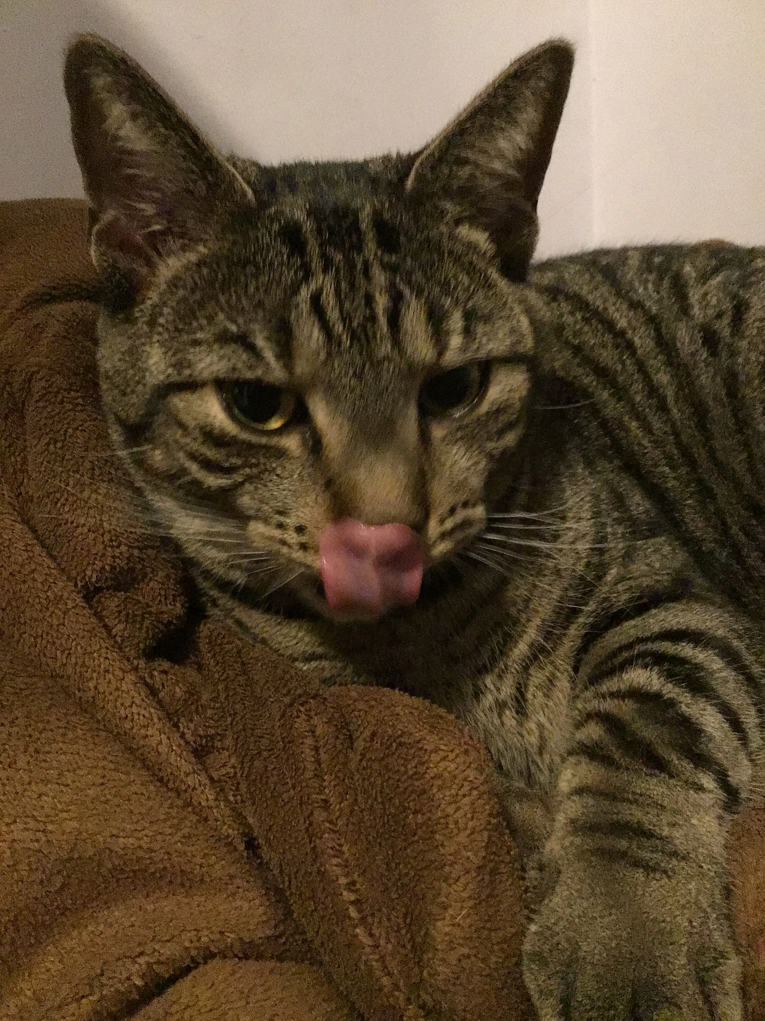 Hey Pandas, Post The Best Picture Of Your Pet