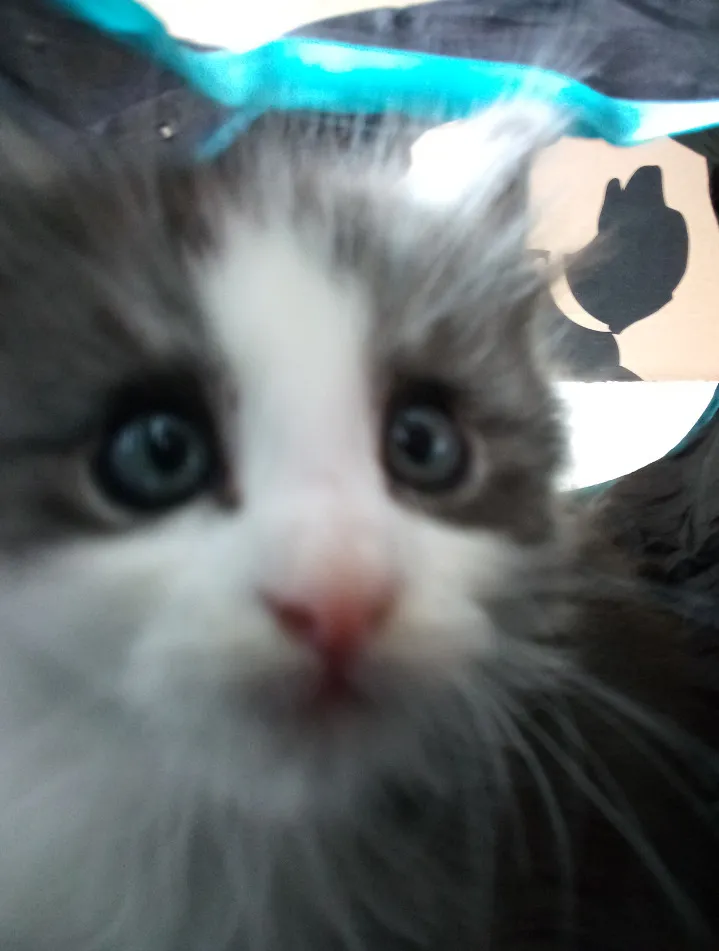 Hey Pandas, Show A Picture Of Your Cat!