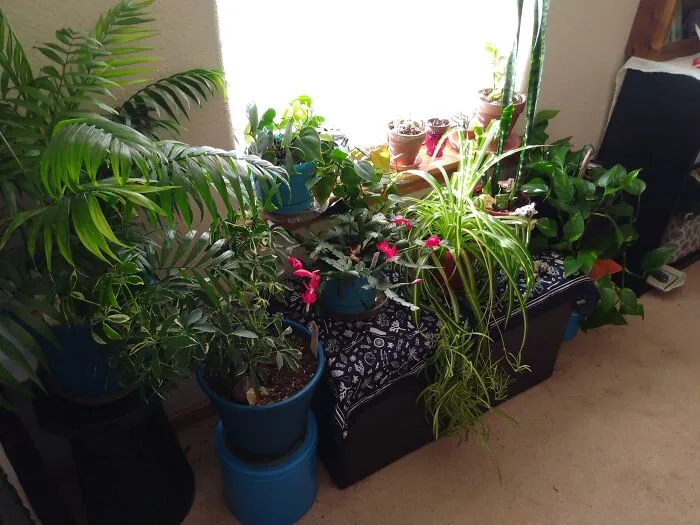 My Planty Peoples