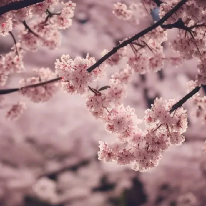 I Used AI To Create 39 Images Of Japan