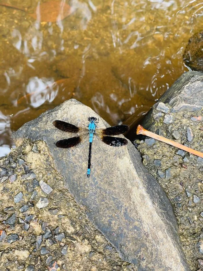 Dragonfly