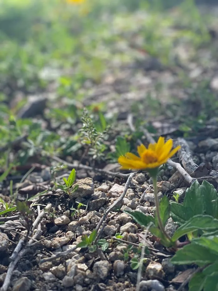 Yellow Flower