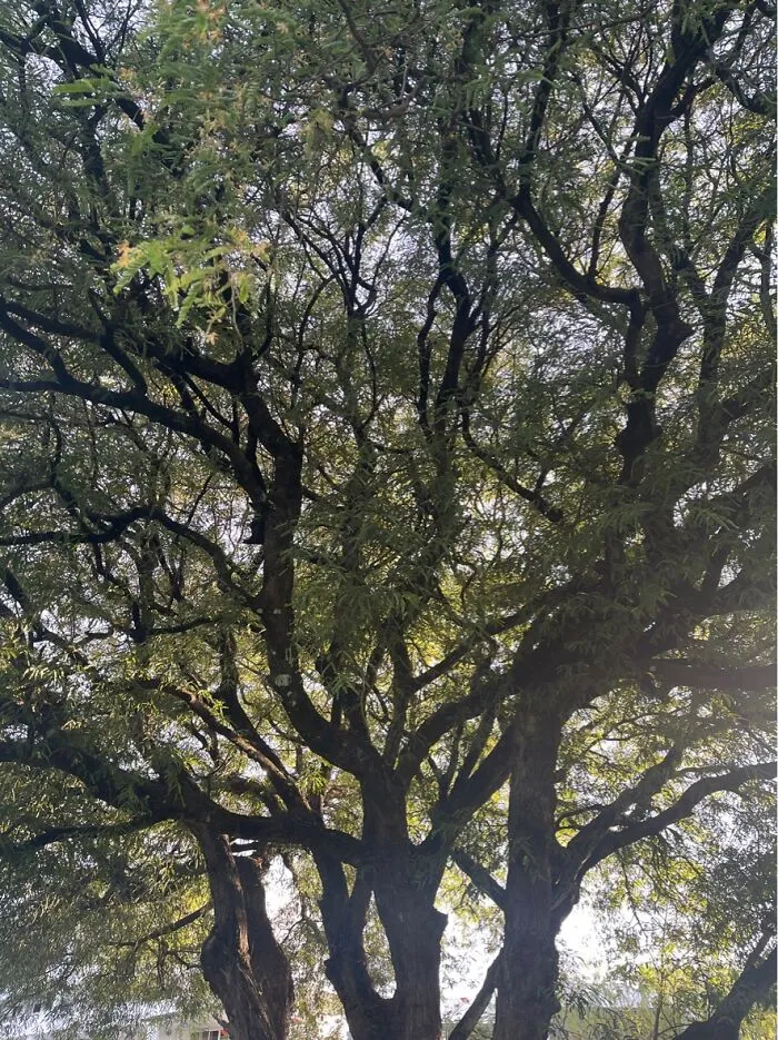 Endless Tree