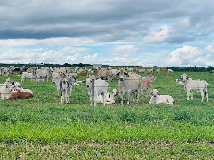 The Cattle Looked Right At Me For This