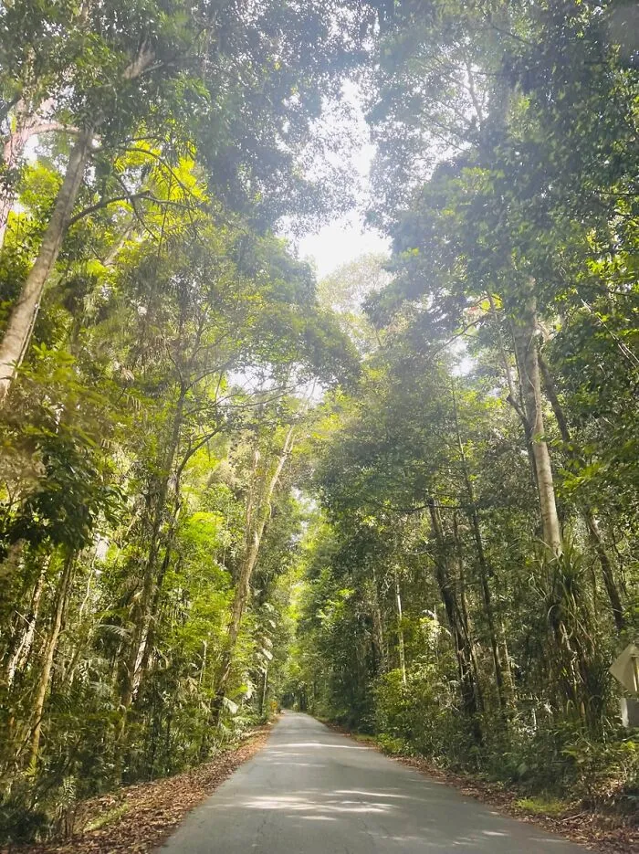 Big Trees