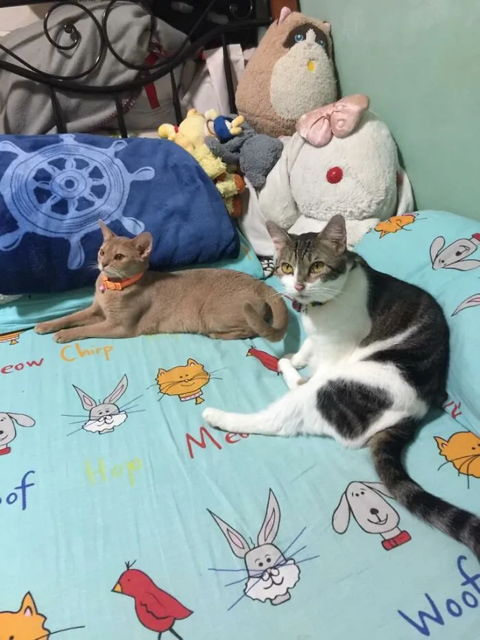 Elektra (Left) And Brizo (Right) Chilling Together, Brizo Was Adopted When Someone's Cat Accidentally Gave Birth And Elektra I Adopted Her From An Ethical Breeder When He Had To Give Up His Cats Due To Personal Reasons