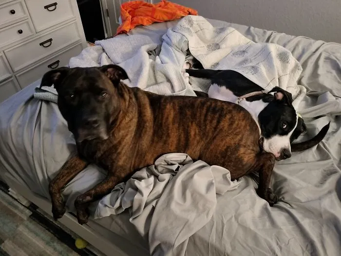My Two  Knuckleheads. Rico Was Surrendered After A Hurricane Destroyed His Owners Home. He Was Then Rehomed 3 Times Before Us. That Was 3 Years Ago. He Will Never Be Rehomed Again. Bella Was An Owner Surrender At 9m. These Are The Goofiest Most Loving Dogs I've Ever Had. I  So Lucky To Be Their Hoomom