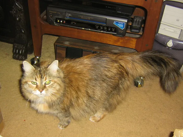 Ragamuffin, The Alley Cat Who Adopted Me