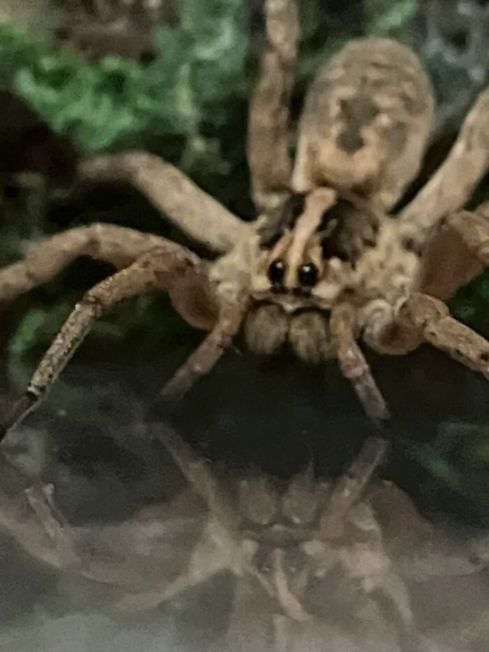This Is Miley, My 2-Inch Wolf Spider