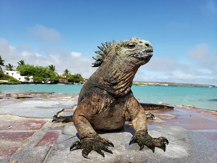 I Am An Underwater Enthusiast And Videographer, And Here Are Some Of The Closest Moments I Had With Apex Predators