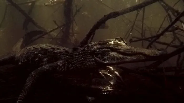 I Am An Underwater Enthusiast And Videographer, And Here Are Some Of The Closest Moments I Had With Apex Predators