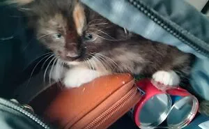 Hey Pandas, Show A Pic Of Your Rescued Or Adopted Pet (Closed)