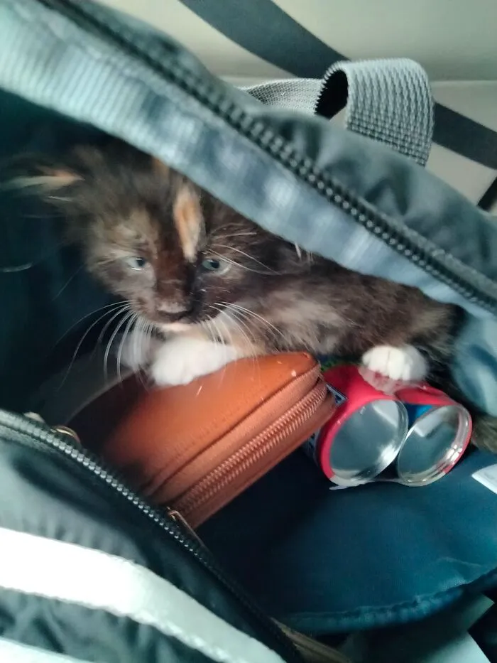 Jade Was Only 2 Weeks Old Was Bottle Fed And Came Home In My Backpack On Top Of My Wallet