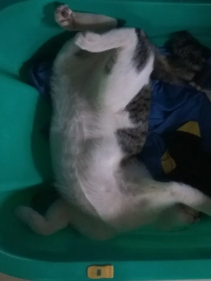He "Meow" Repeatly Before He Leave Us. I Thought It Was A "Goodbye"
