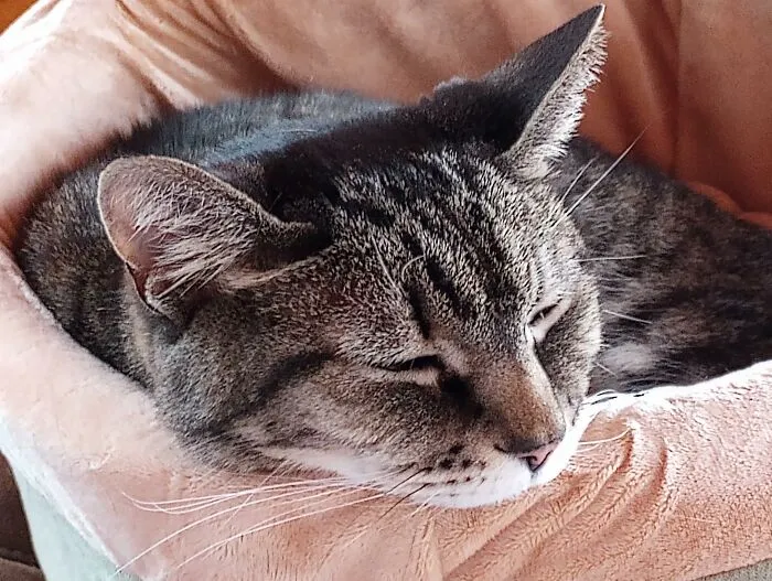 Rumpleteezer, Was Duct Taped In A Box With Her 4 Kittens And Left In A Park