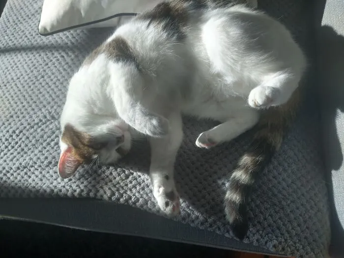 Cleocatra (Aka Cleo, Chonky, Mini Smaug, Fuff, Nom Nom, Cow Cat & Many More)