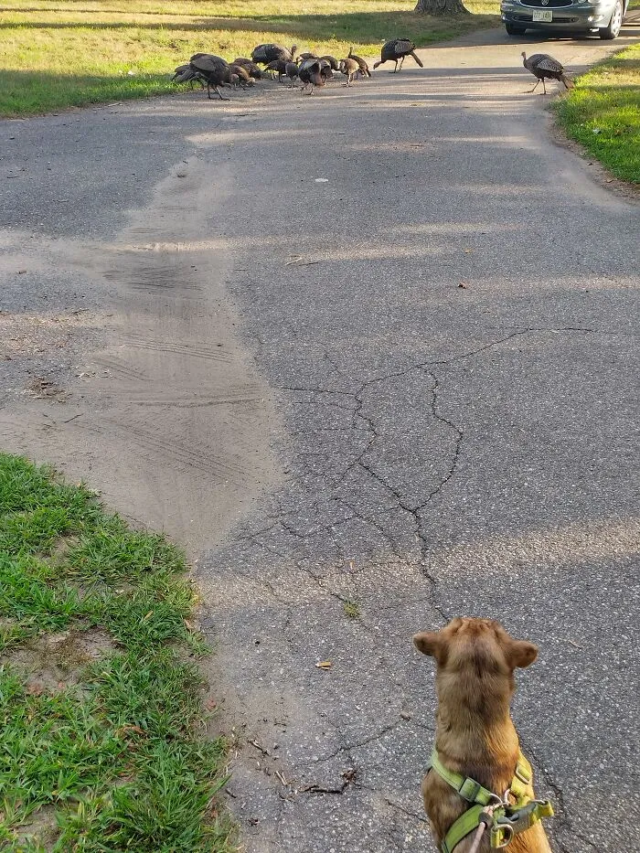 Turkey Watching
