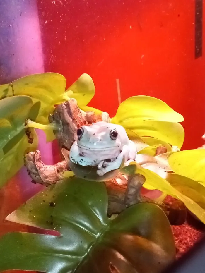 This Is Kermit. He Wants You To Know That You Are Amazing And Cool ☺️