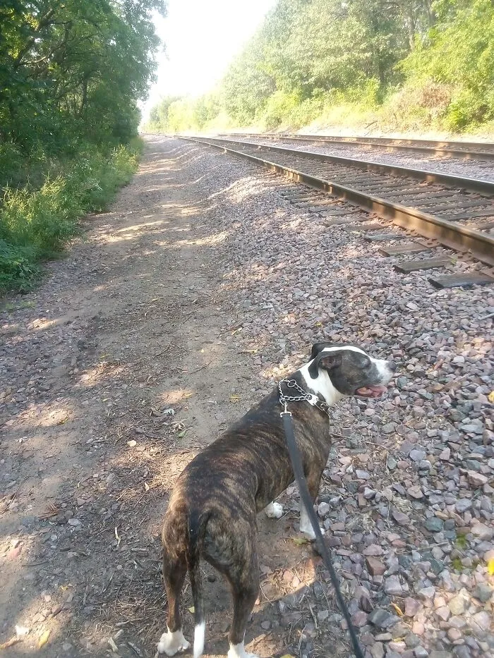 Found My Best Friend 78 Years Ago At A Shelter... They Said He Was Wandering The City Streets As A Pup, Scratches Everywhere, Broken Canine Tooth... The Moment I Saw Him, I Fell In Love And Knew I Was His