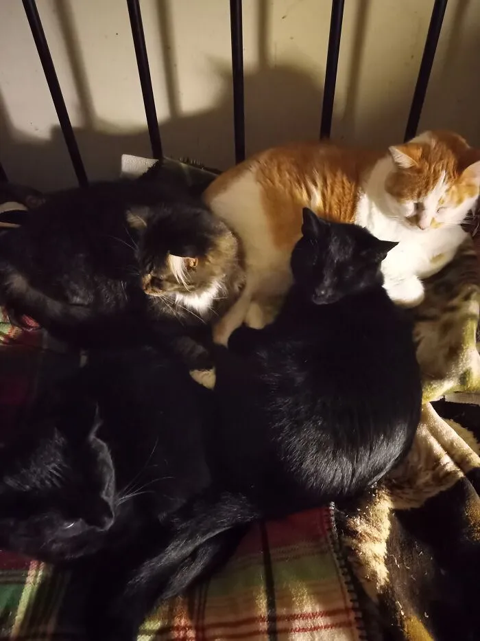 Sugarfoot, Born To A Stray Momma, Walked In The Door, Jumped On The Couch. As If To Say, "I'm Home!". Tommy-O, Kicked Out By Former Owner. Pleaded To Come Inside. Rambo, Sugarfoot's Brother, Had To Join His Sister. Mr. Mistoffelees Abandoned By Previous Owners. This Is A Small Group Picture. There Are 9 More. All Rescues