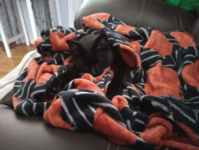 Meet Duck Duck. She Likes Long Naps Under The Covers. I Got Her 3 Years Ago When She Randomly Appeared In The Backyard While My Children Were Playing