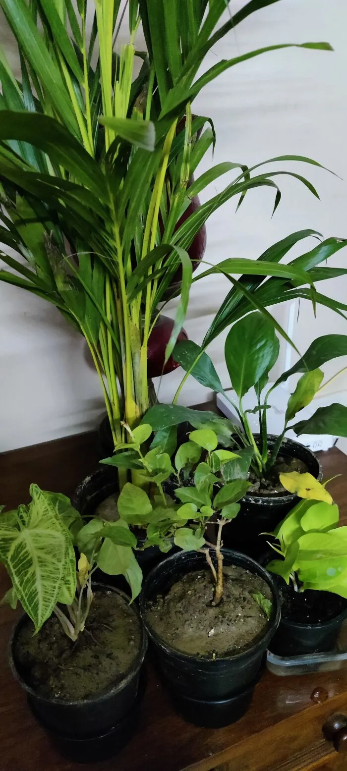 New To Gardening. Trying To Keep Them Green