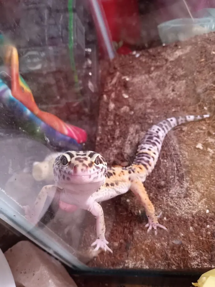 This Is Eragon. He's My Best Friend