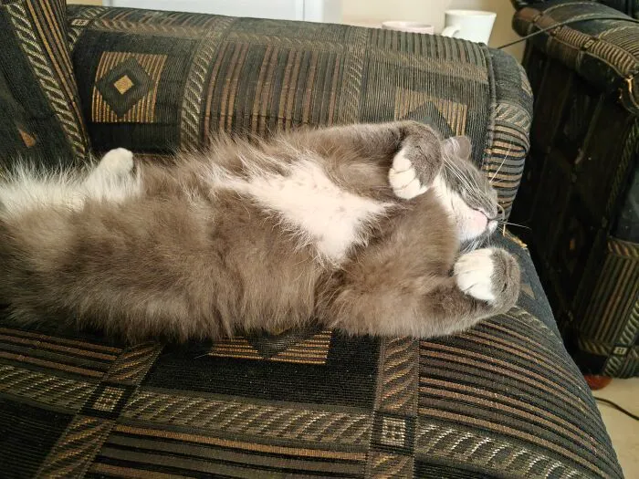 Adopted My Boy Cassidy 5 Yrs Ago
