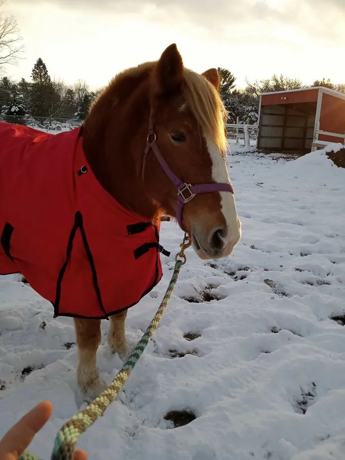 My Haflinger Mare Ginger  ( We Have 4 Other Horses )