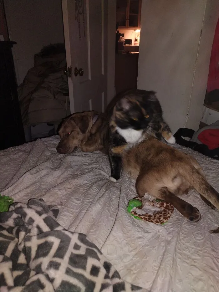 Wake Up I Wanna Play