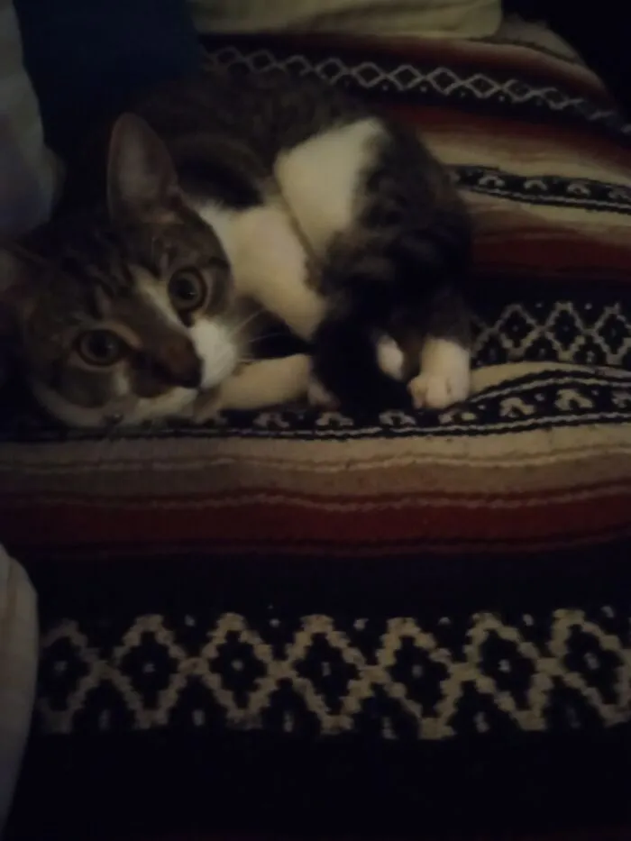 My Weird Cat