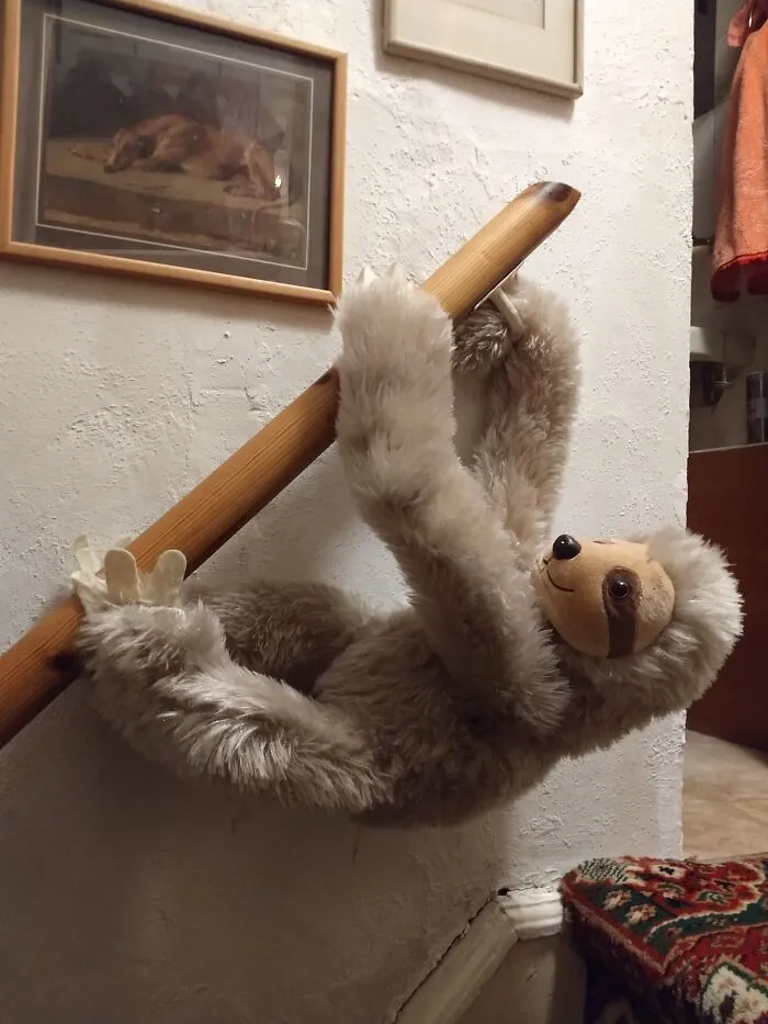 Roger The Sloth