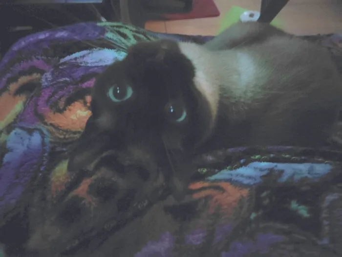 Was Too Dark So I Enhanced It As Much As I Could. He's Still Cute