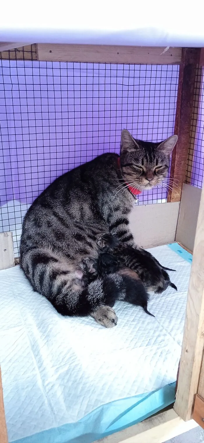 This Is Kitkat, Whose Name Was Supposed To Be Mao. A Local Tom Chased Her To My House And She Decided To Adopt Me. Three Months Later She Went Missing One Night And After Another Two Months, She Multiplied