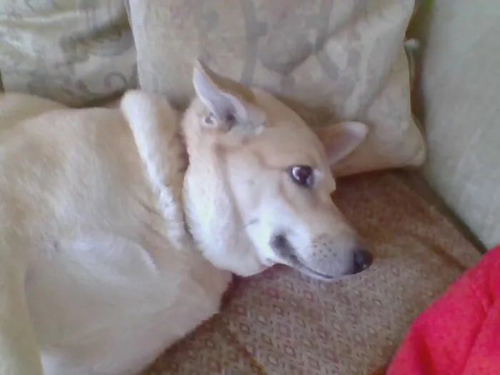 Toca, 6yr Old Mix