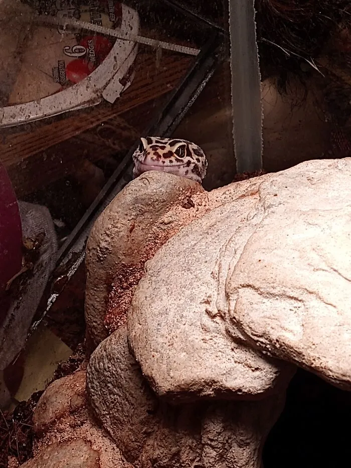 Eragon Peeking Out Of His Rock