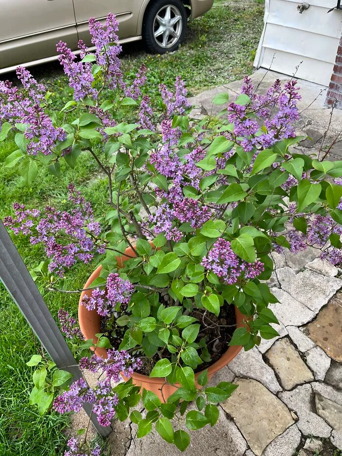 My Lilacs This Past Summer. They Smell So Good!