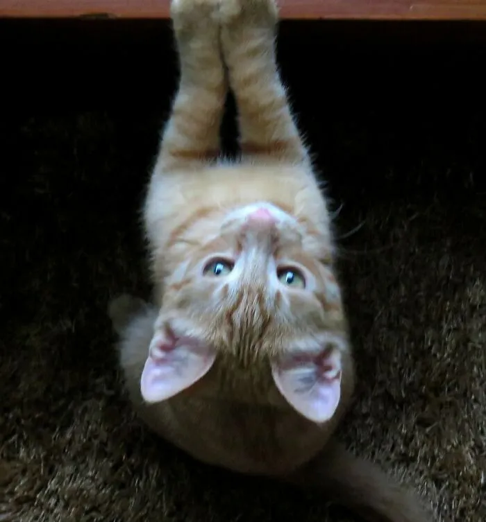 My Sweet, Skinny, Little Boy, He Just Finally Got A Home