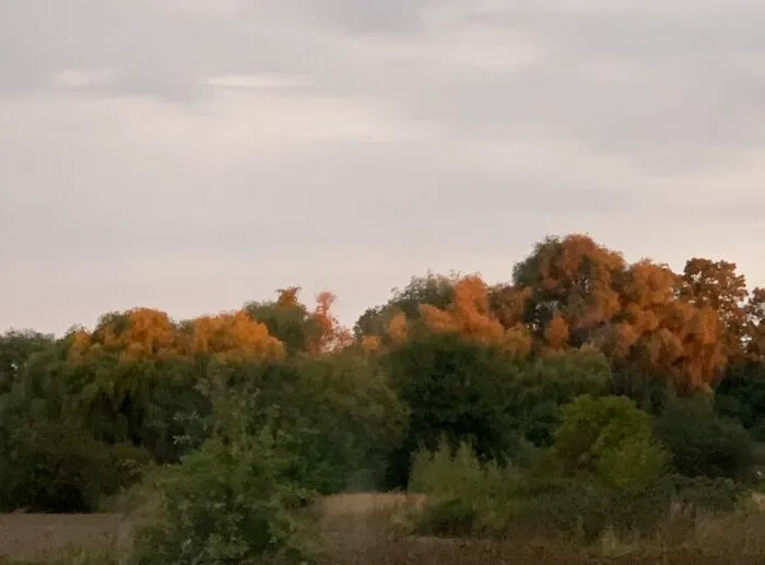 Autumn Morning, And It Looks Like Nature By Itself Already Knows, How Trees Will Look Like After A Month