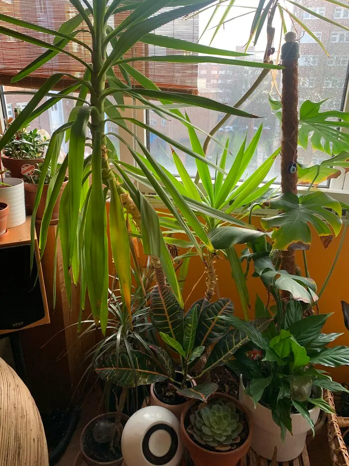 My Mini Jungle Of Happiness