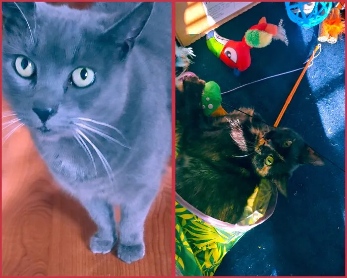 Both Rescues. First Up Is Baba Yaga, The Most Affectionate Cat Who Loves Belly Rubs. Then The Tortie Cinder Who's Chatty, Playful, And Mellow Dramatic